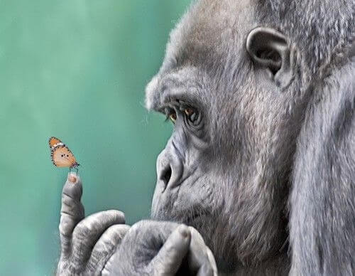 Aap met vlinder op zijn vinger