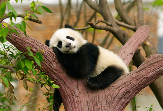 Panda die lekker ligt te luieren en geen behoefte heeft aan de 1-minuutregel