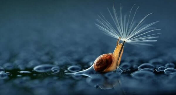 Slak die een paardenbloem gebruikt als paraplu