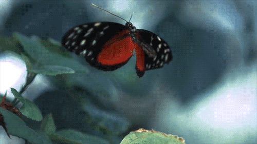 Vlinder die op een bloem afvliegt