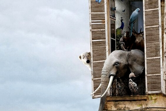 Allemaal dieren die uit een raam hangen