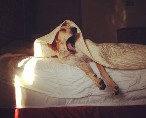 Gapende hond in bed