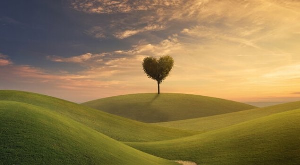 Groen veld met daarin een boom in de vorm van een hart