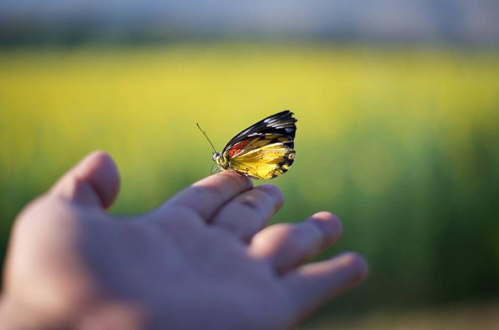 Vlinder die op iemands hand zit