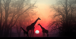 Een mooi Afrikaans verhaal! Hoe geef je je ziel de tijd om jou in te halen?