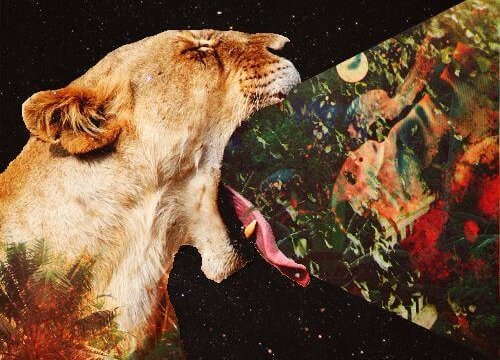 Leeuw die het universum op eet