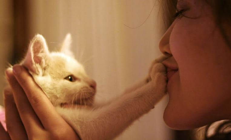 Voordelen van leven met een kat