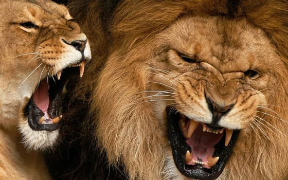 Brullende leeuwen die schreeuwen als communicatiemiddel gebruiken