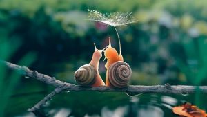 De slow-movement: hoe langzamer hoe beter