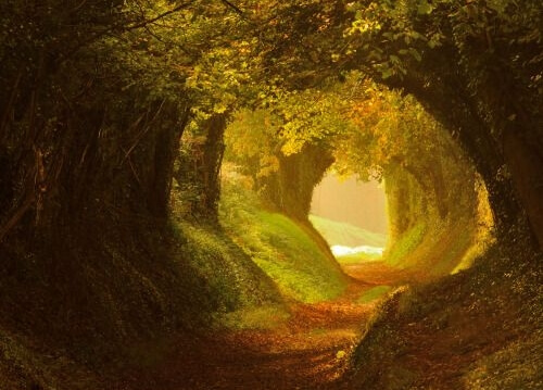 Tunnel in een bos