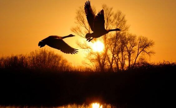 Eenden die vliegen bij zonsondergang