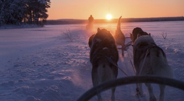 Finland en honden die een slee trekken