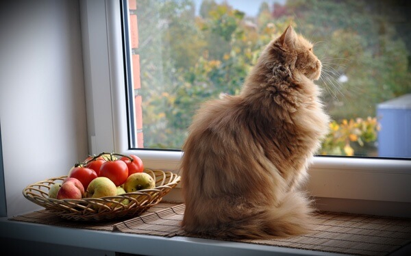 Kat die vanaf de vensterbank uit het raam zit te kijken