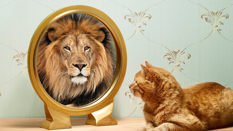 Kat ziet leeuw in spiegel