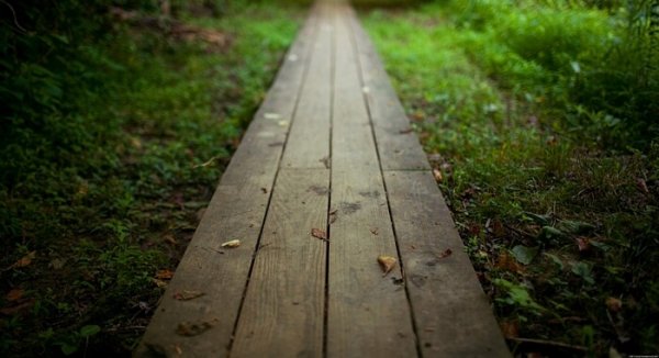 Een pad in het bos