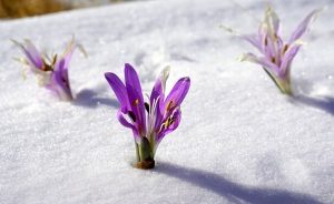 Sisu: het Finse antwoord op moeilijke tijden