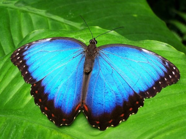 Van rups tot een zeer mooie blauwe vlinder, een voorbeeld van transformatie