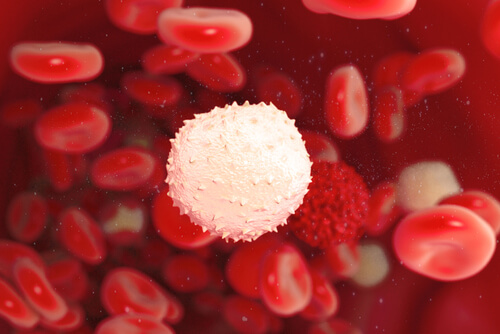 Witte bloedcel tussen de rode bloedcellen