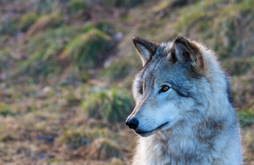 Wolf