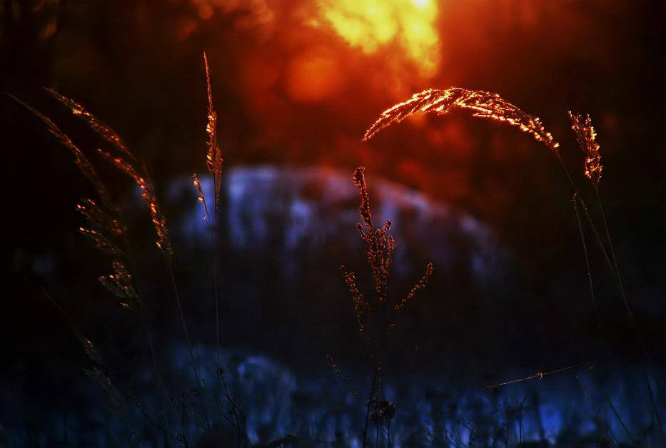 Grassprietje bij zonsopgang