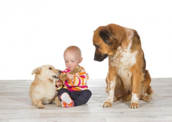 Hond is jaloers op baby