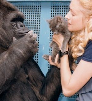 Het verhaal van Koko, de slimste gorilla ter wereld