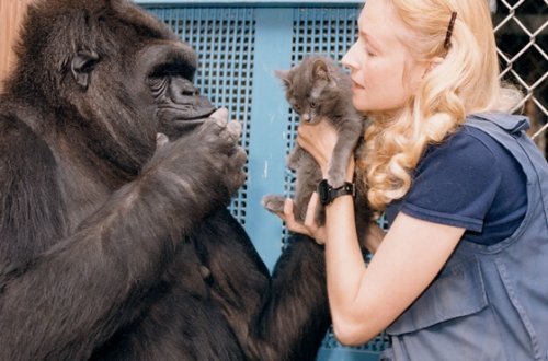 Het mooie verhaal van Koko, de slimste gorilla ter wereld
