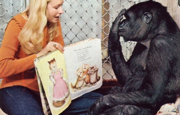 Het verhaal van Koko en hoe deze gorilla zijn kennis opdeed