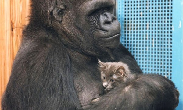 De slimste gorilla met een klein poesje, want dat is het verhaal van Koko