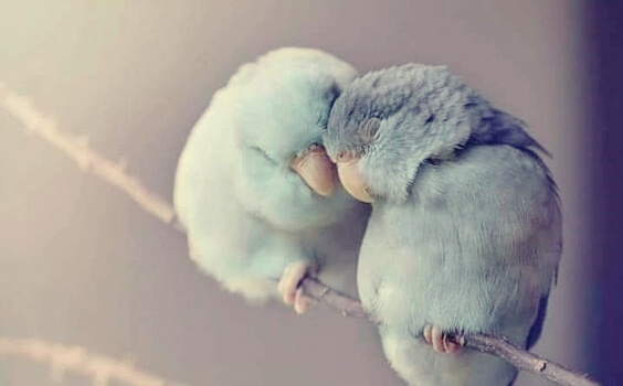 Twee kleine vogeltjes die elkaar warm houden