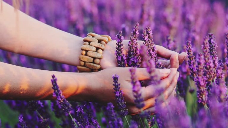 Vrouw plukt lavendel en weet hoe ze moet waarnemen vanuit het hart