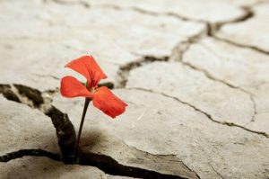 Een eenzame bloem