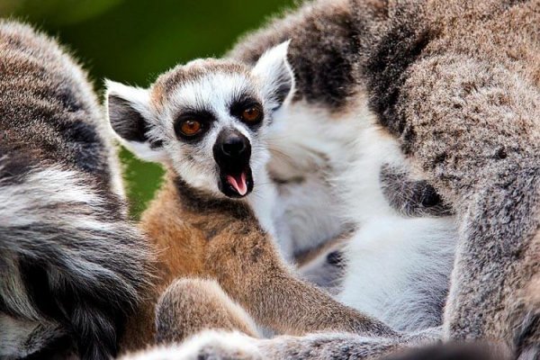 Lemur die gaapt