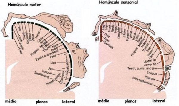De homunculus van Penfield