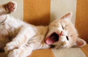 Weet jij wat gapen betekent?