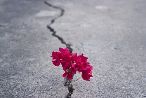 Bloem groeit uit een scheur in de weg