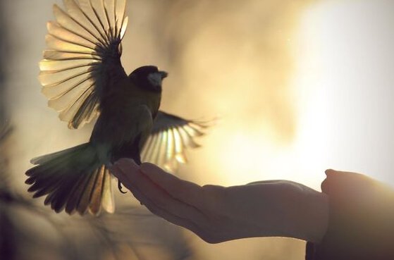 Vogel zit op een hand