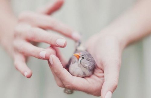 Vogel in hand