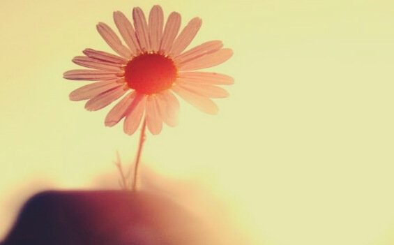 Bloem in het zonlicht