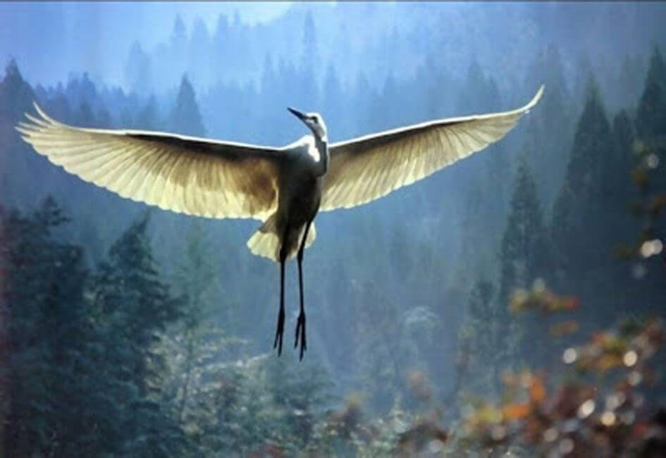 Het aangrijpende verhaal van de oude man en de kraanvogel