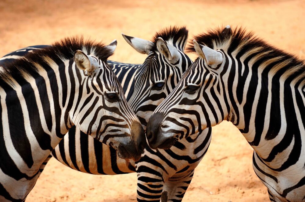 Sociale kameleons