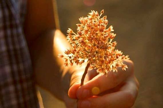 Bloemtakje in hand