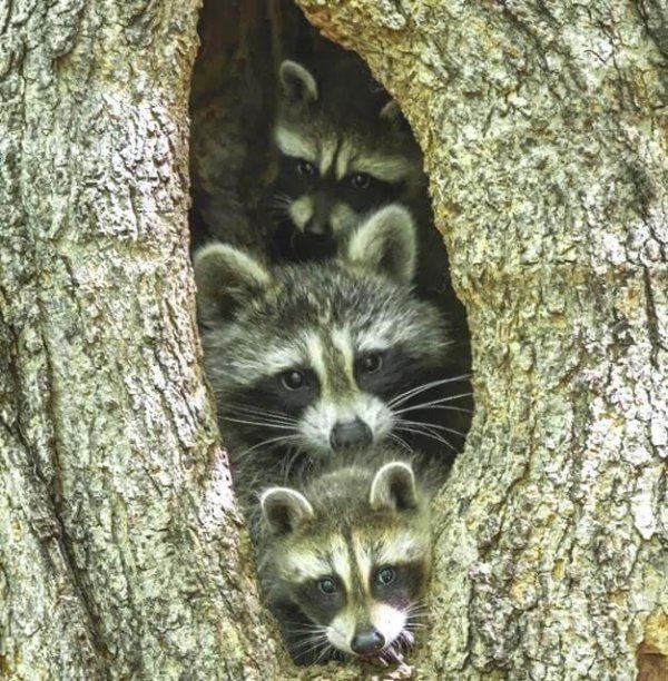 Wasberen in een boom