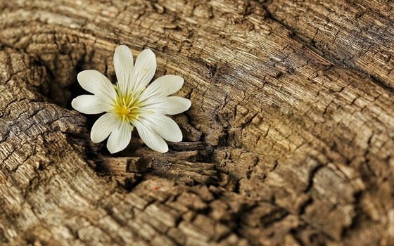 Bloem groeit uit boomstam