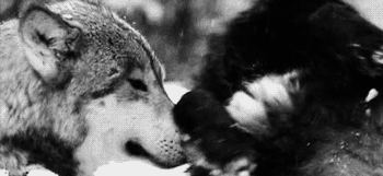 Spelende wolven