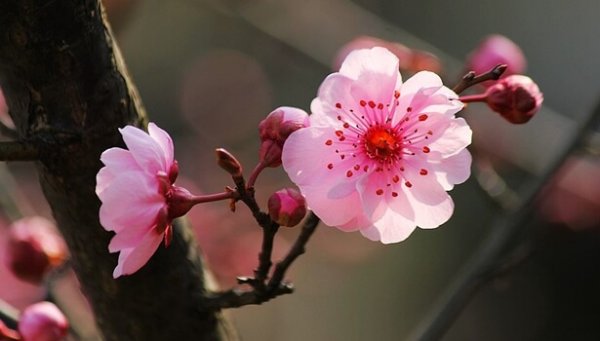 De vijf sleutels van de Japanse psychologie