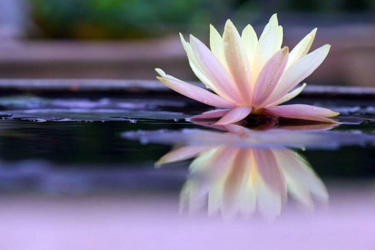 Lotus bloem
