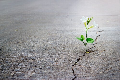 Plant groeit door asfalt heen