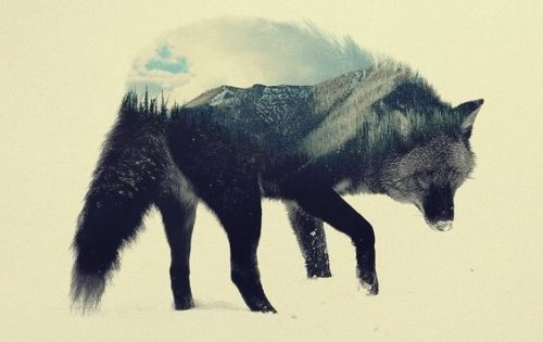 De steppewolf: een boek om je te helpen reflecteren