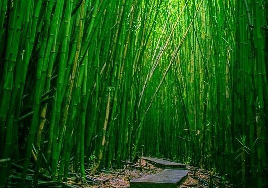 Bamboe